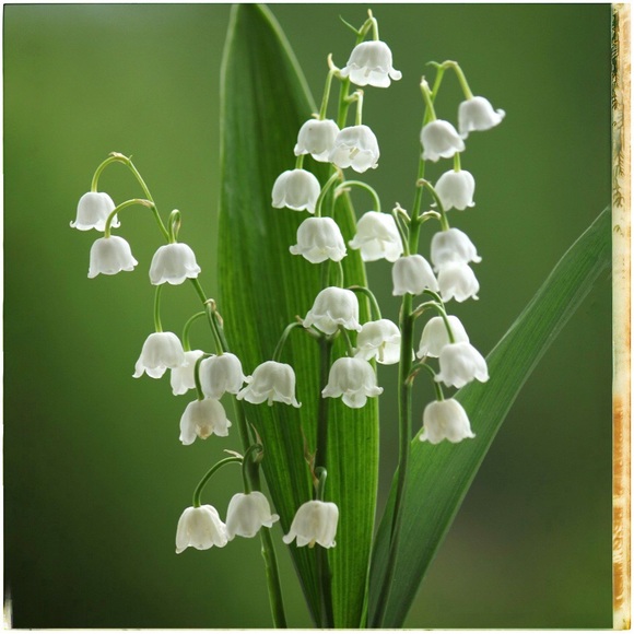 Meet the Posher ☀️💐 - Picture 6 of 6